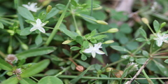 Glinus oppositifolius